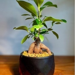 【鉢付き】縁起物！ムチムチのバランスのいい樹形！人気の観葉植物ガ...