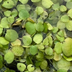 🐟 浮草・水草 フロッグピット（条件付き無料）  