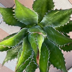 アガベ　超特大　強棘　モンタナ