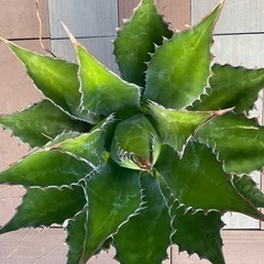 アガベ 超特大 強棘 モンタナ