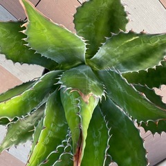 アガベ　超特大　強棘　モンタナ