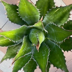 アガベ　超特大　強棘　モンタナ