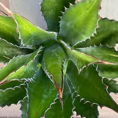 アガベ　超特大　強棘　モンタナ