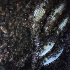  日本蜜蜂    決まりました                                            