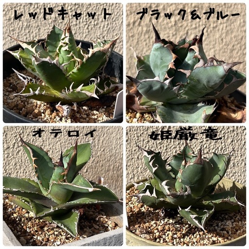 アガベ4点まとめて