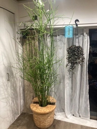 【最終値下げ20%オフ9/26】【20%オフ9/15】【特大220センチ】ミルクブッシュ　観葉植物
