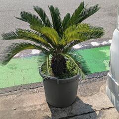 キンカンそてつ 形がとても綺麗！