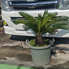 キンカンそてつ 形がとても綺麗！