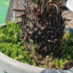 キンカンそてつ 形がとても綺麗！