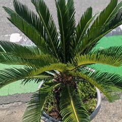 キンカンそてつ 形がとても綺麗！