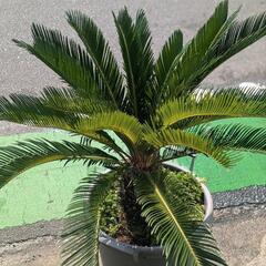 キンカンそてつ 形がとても綺麗！