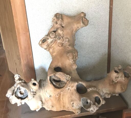 根っこのオブジェ 木の根っこ オブジェ インテリア 置物 天然木 高さ