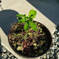 沈丁花 挿し芽 1,5年