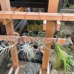 多肉植物チランジア　写真一式セット