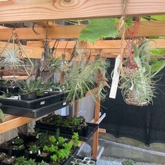 多肉植物チランジア　写真一式セット