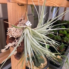 多肉植物チランジア　写真一式セット