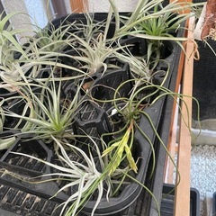 多肉植物チランジア　写真一式セット