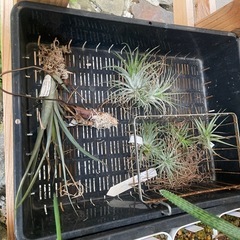 多肉植物チランジア　写真一式セット