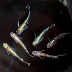 朱光菊ブルー 1ペア＋雌1