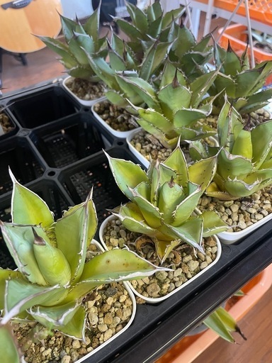 多肉植物アガベ　チタノタ　覇王龍9つセット