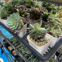 多肉植物　エケベリア　写真2枚分全部