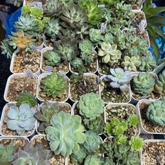 多肉植物　エケベリア　写真2枚分全部
