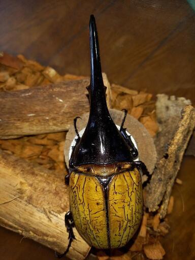 【取引中】ヘラクレスオオカブト成虫オス145㎜