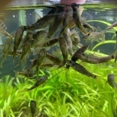 ドクターフィッシュの中古が安い！激安で譲ります・無料であげます  