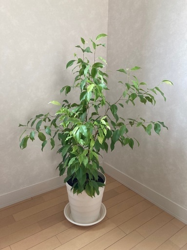 観葉植物　鉢植え　ベンジャミン