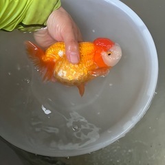 らんちゅう　取引150件以上達成！！
