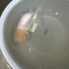 らんちゅう　取引150件以上達成！！
