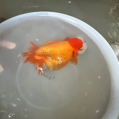 らんちゅう　取引150件以上達成！！
