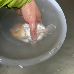 らんちゅう　取引150件以上達成！！
