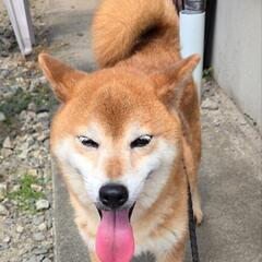 人馴れ抜群です。小さくて可愛い🥰　繁殖引退犬　あさひ