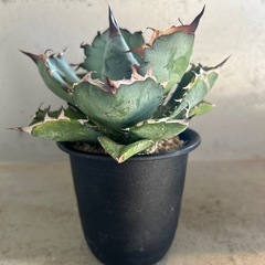 アガベ  チタノタ　黒鯨