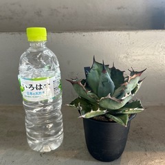 アガベ  チタノタ　黒鯨