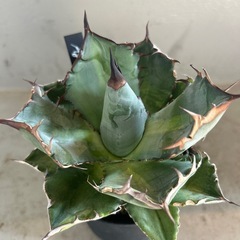 アガベ  チタノタ　黒鯨