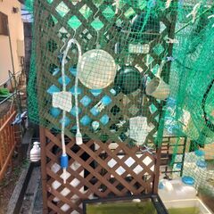 （決まりました）メダカ19800円【メダカ、ラック、水槽、柵】（補足）希望により屋根、鳥よけアミ付けます