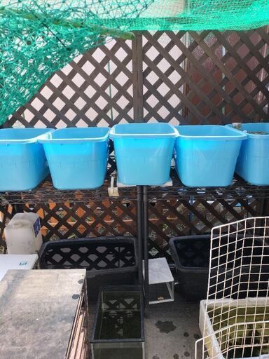 （決まりました）メダカ19800円【メダカ、ラック、水槽、柵】（補足）希望により屋根、鳥よけアミ付けます