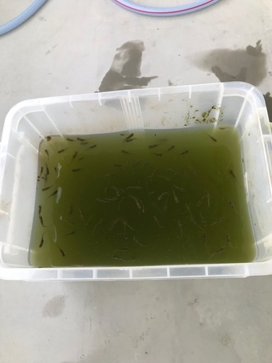 琉球メダカ　100匹