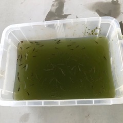 琉球メダカ　50匹