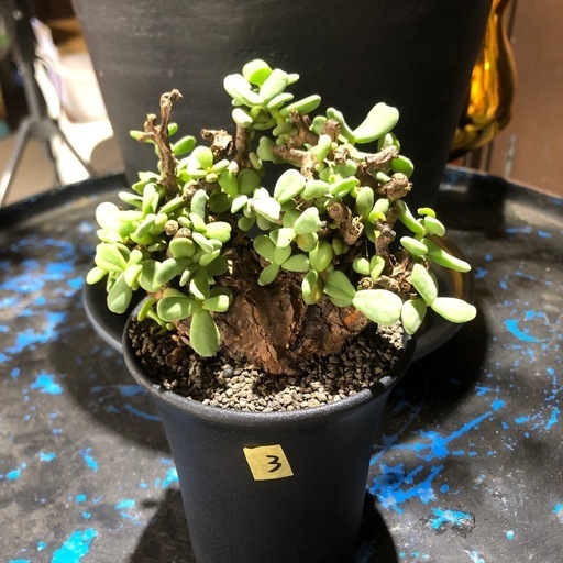 塊根植物 ケラリア ピグマエア 希少