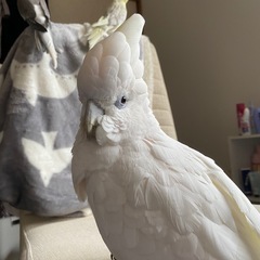 ペットショップ　鳥仁