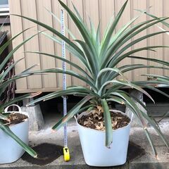パイナップル　苗木　４年物（来年実が取れます）　