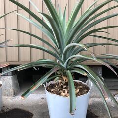 パイナップル　苗木　４年物（来年実が取れます）　