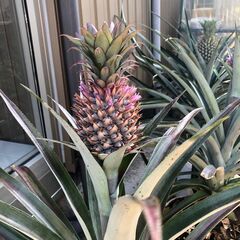 パイナップル　苗木　４年物（来年実が取れます）　