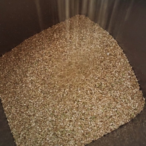 令和6年度つくばみらい市産（新米・規格外）玄米25kg 引取り限定 コシヒカリ等 (たんたん) つくばみらい の食器《茶器》の中古あげます・譲ります｜ジモティーで不用品の処分