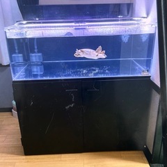 値下げ！宮城仙台！特注900×550×600アクリルOF水槽セット！中古 値下げ！宮城仙台！特注900×550×600アクリルOF水槽セット！中古