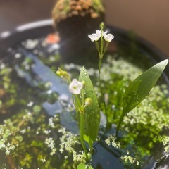 ヒメオモダカ(水草)