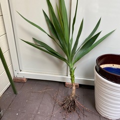 ユッカ　植物